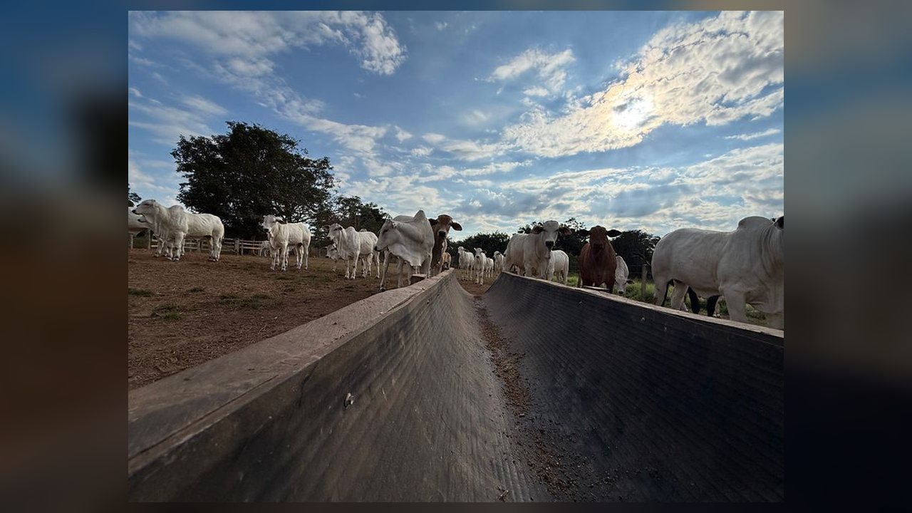 MT deve confinar 1,33 milhão de bois em 2026, alta de 43% sobre ano passado